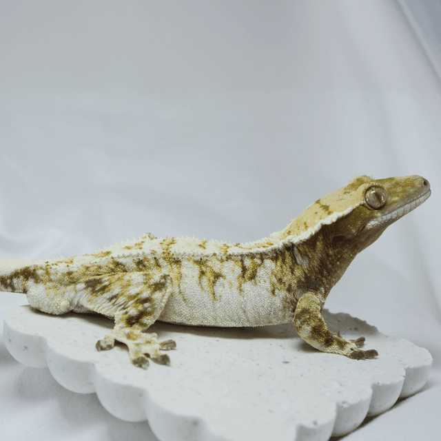 노멀 화이트크라운 화이트 익스트림할리퀸