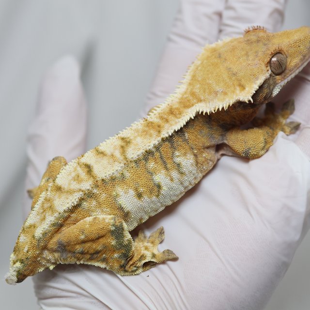 노멀 트라이 텐저린 화이트 드리피 화이트스팟