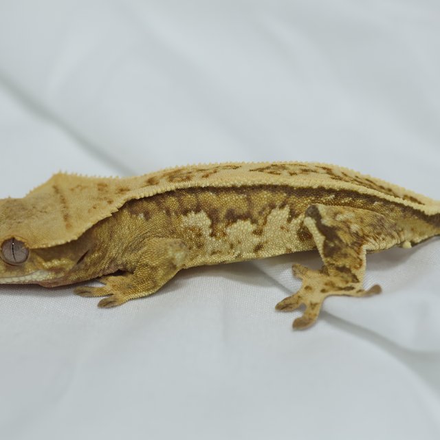 노멀 핀스트라이프 트라이