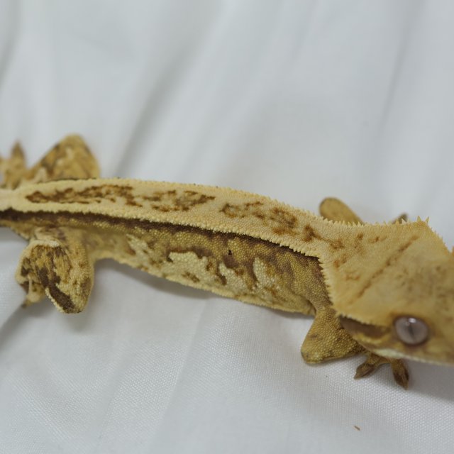 노멀 핀스트라이프 트라이