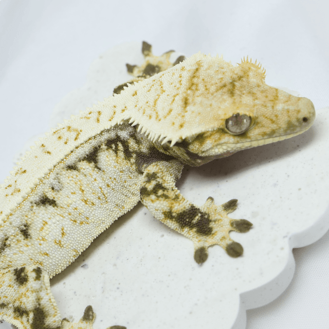 노멀 드리피 화이트