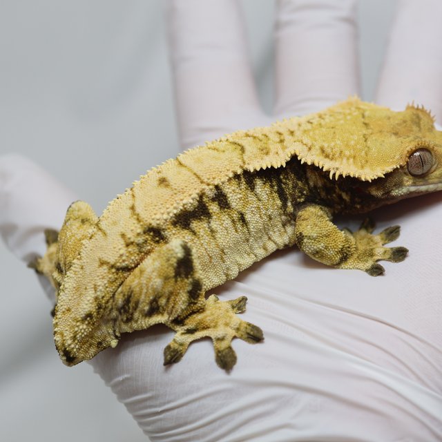 노멀 트라이 익스트림할리퀸 드리피