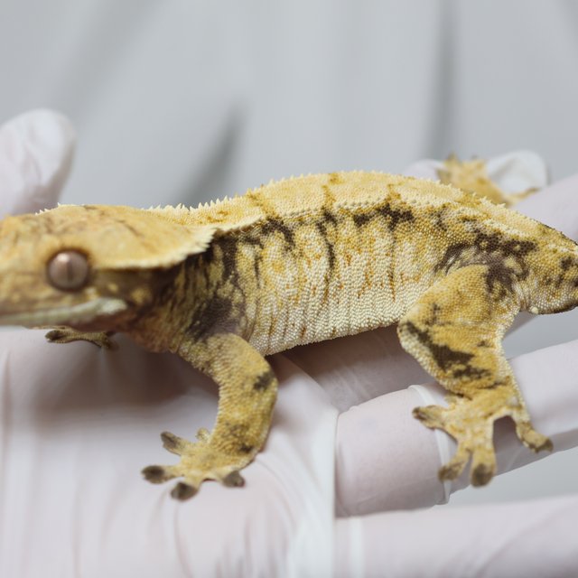 노멀 트라이 익스트림할리퀸