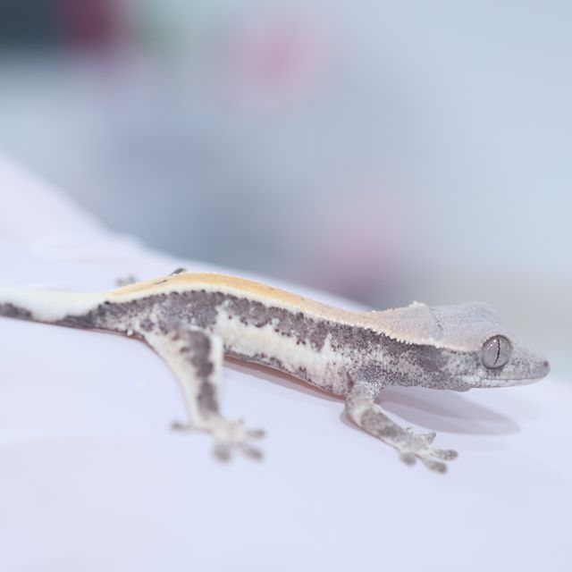 릴리 세이블