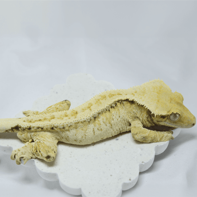 노멀 드리피 화이트