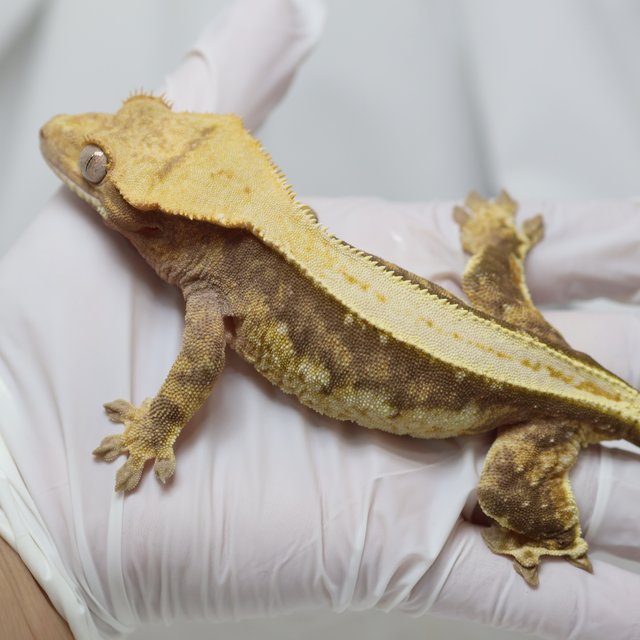 노멀 쿼드 풀핀