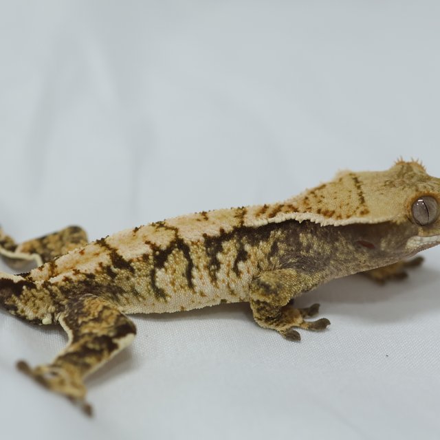 노멀 익스트림할리퀸