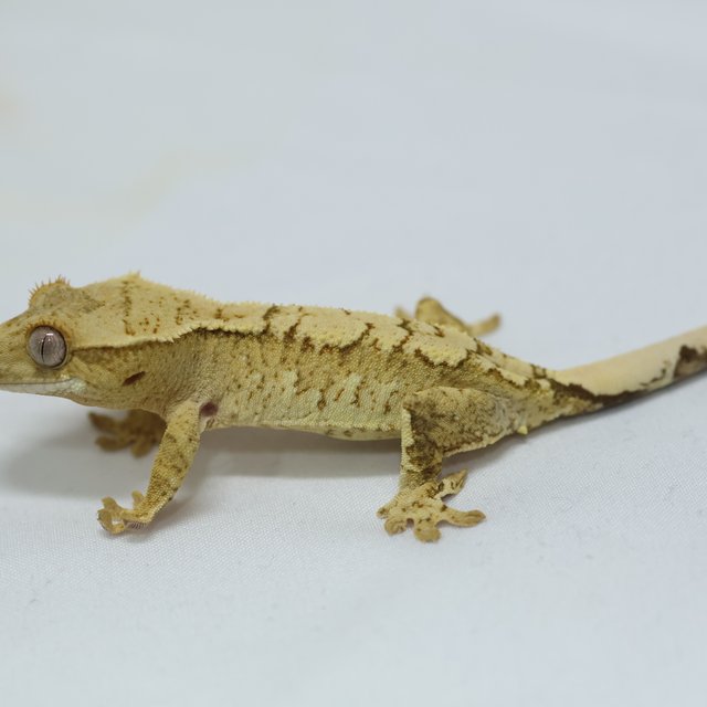 노멀 트라이 크림 익스트림할리퀸