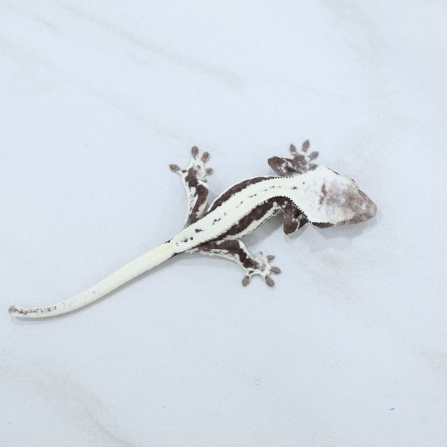 릴잔틱
