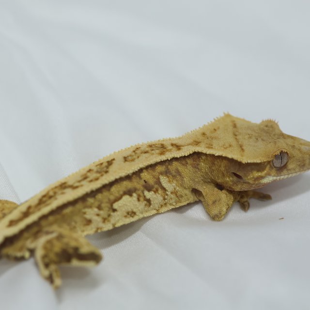 노멀 핀스트라이프 트라이