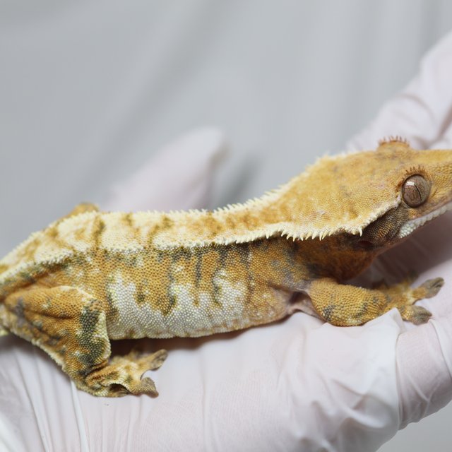 노멀 트라이 텐저린 화이트 드리피 화이트스팟