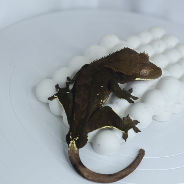 챠콜 다크 알티