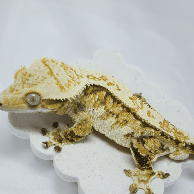 노멀 쿼드 할리퀸 트라이 화이트 화이트크라운