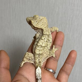 슈퍼달마시안 달마시안