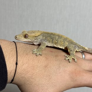 벅스킨 달마시안