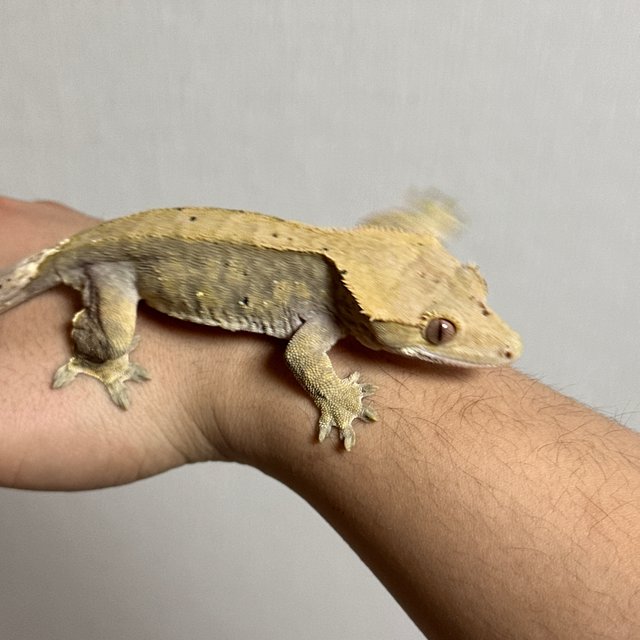 벅스킨 달마시안