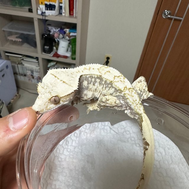 노멀 드리피 화이트스팟