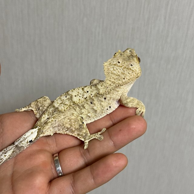 슈퍼달마시안 달마시안