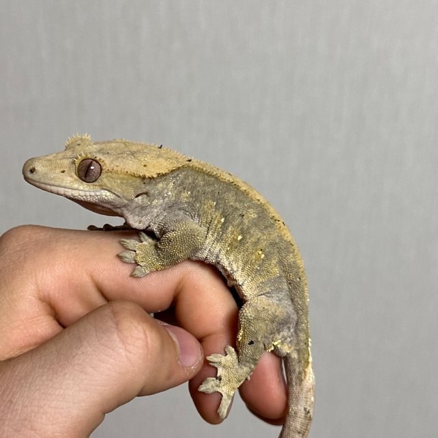 벅스킨 달마시안