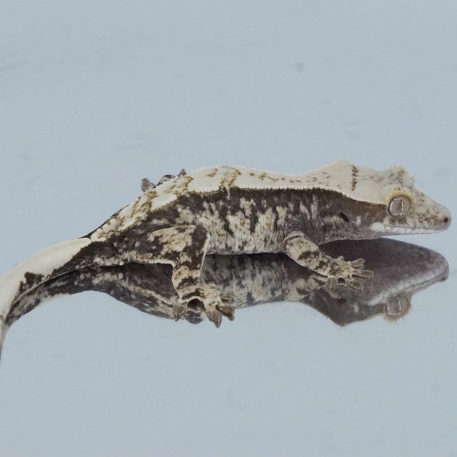 노멀 드리피 화이트스팟