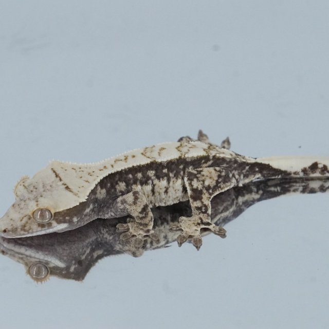 노멀 드리피 화이트스팟