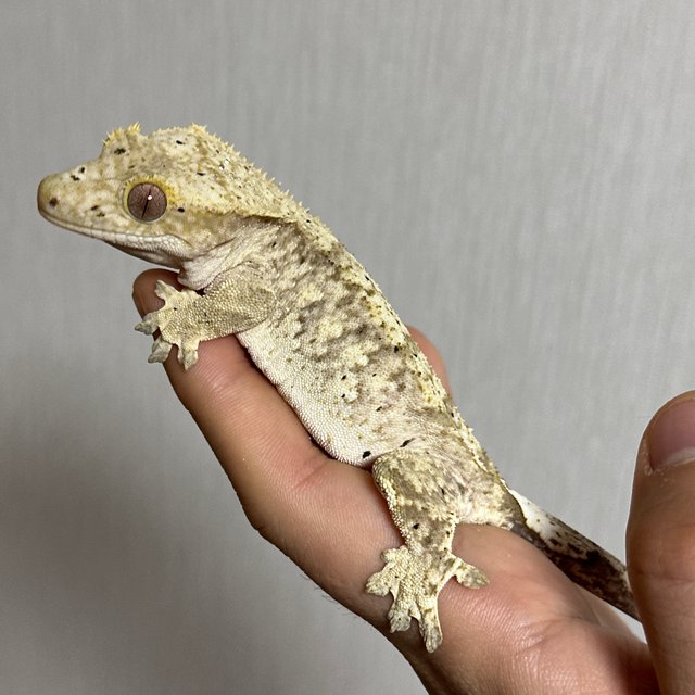 슈퍼달마시안 달마시안