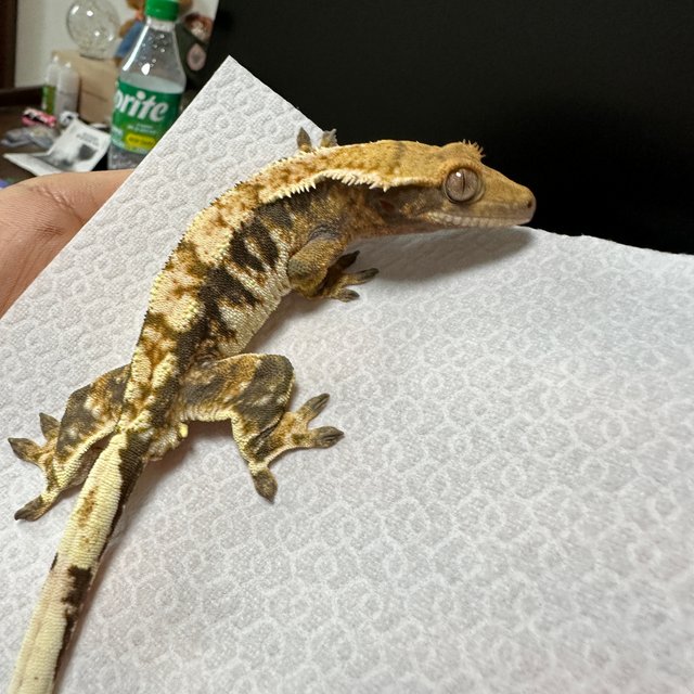 트라이 익스트림할리퀸