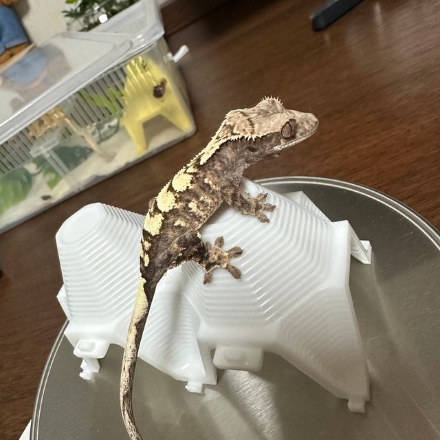 세이블