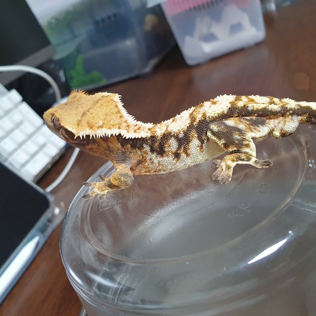 트라이 익스트림할리퀸