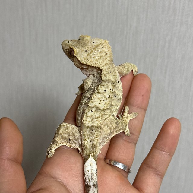 슈퍼달마시안 달마시안