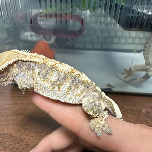 트라이 익스트림할리퀸