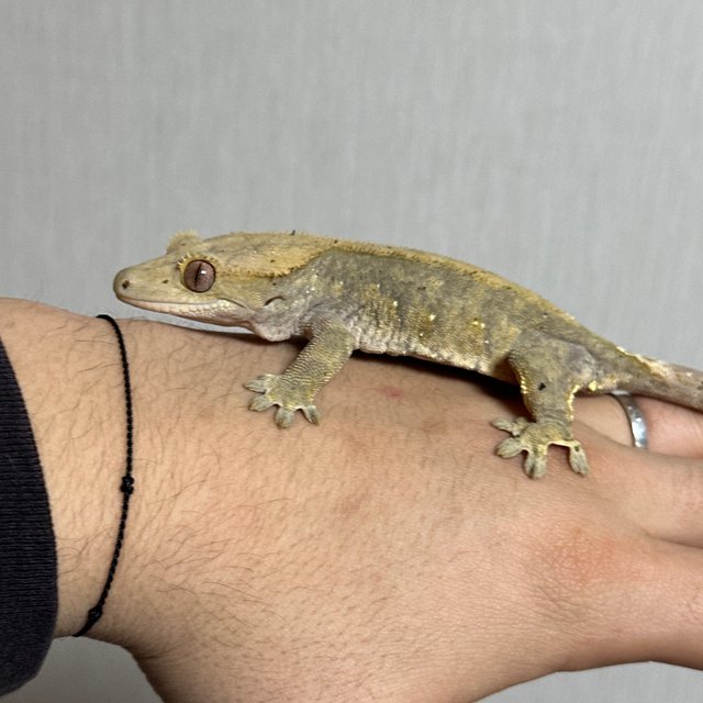 벅스킨 달마시안