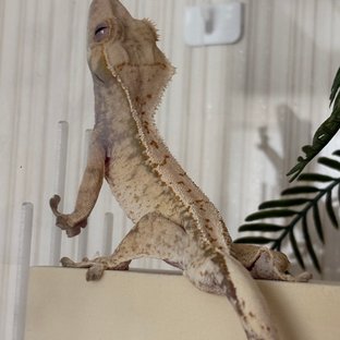 트라이 익스트림할리퀸