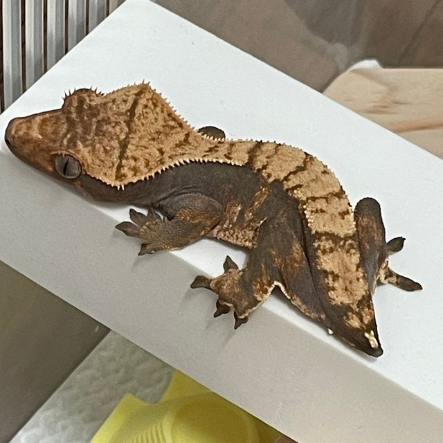익스트림할리퀸