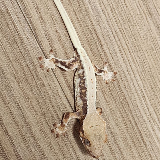 풀핀 릴리화이트