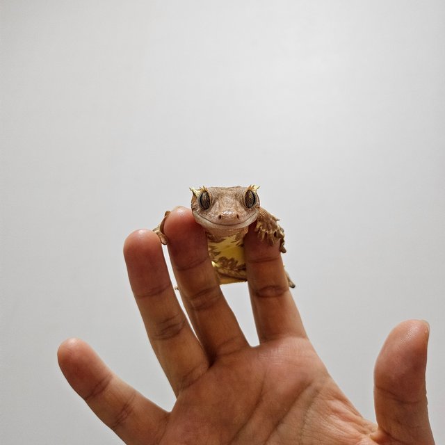 릴리화이트 레드