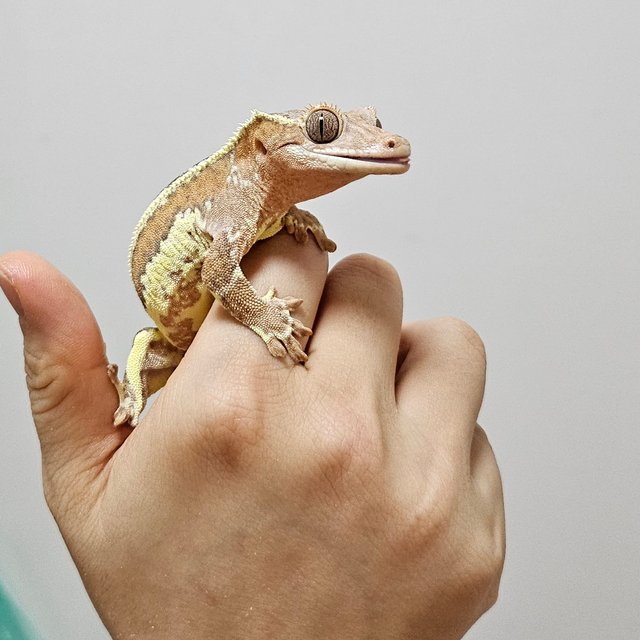 릴리화이트 레드