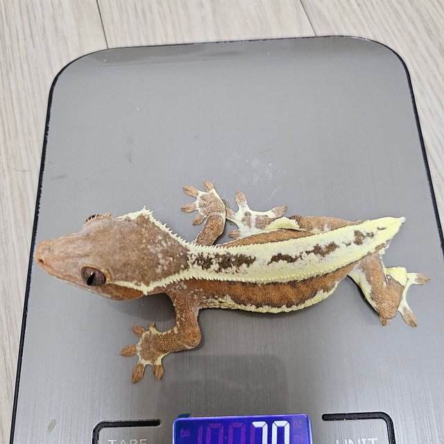 릴리화이트 레드