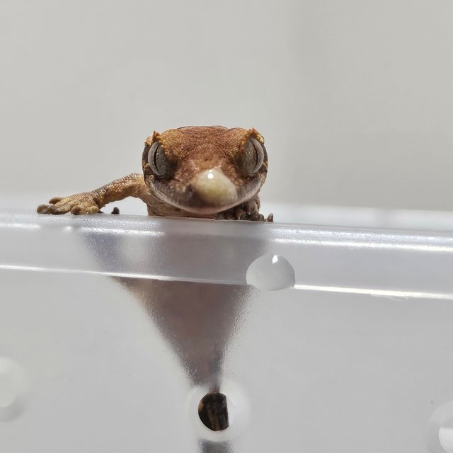 카푸치노 엠티백 풀핀 할리퀸 다크 레드