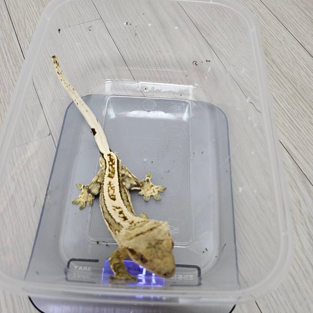 노멀 100%헷아잔틱