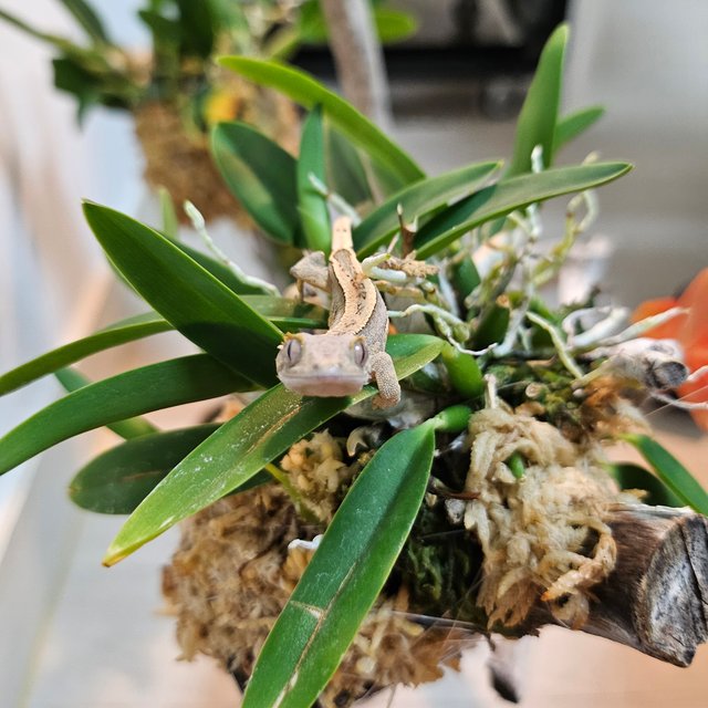 엠티백 풀핀 노멀