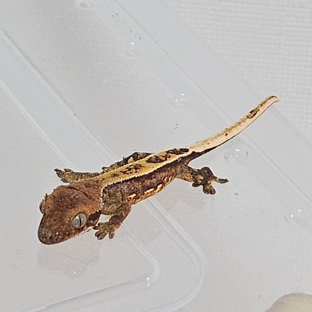 카푸치노 엠티백 풀핀 할리퀸 다크 레드