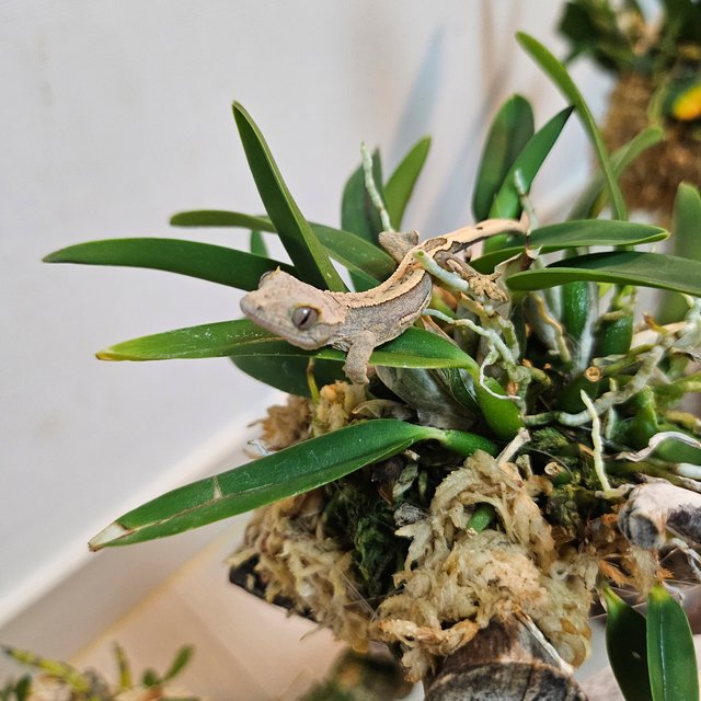 엠티백 풀핀 노멀