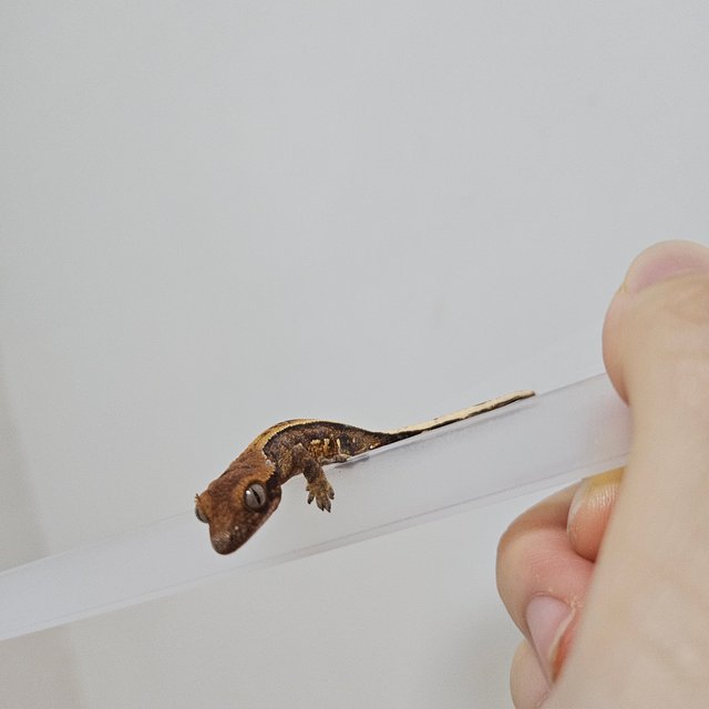 카푸치노 엠티백 풀핀 할리퀸 다크 레드