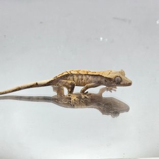 노멀 화이트스팟