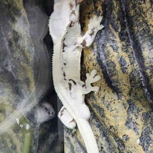 노블2세
