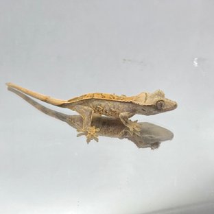 노멀 화이트스팟