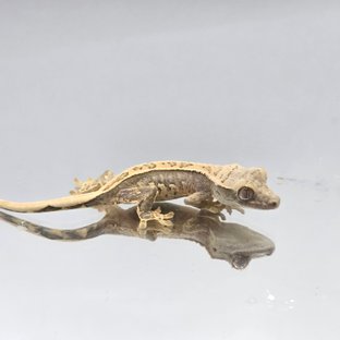 노멀 트라이 화이트스팟