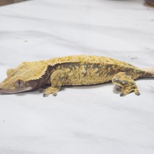 노블던
