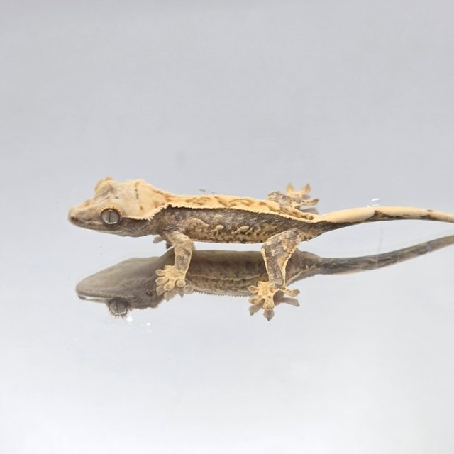 노멀 화이트스팟